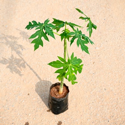 Buy Papaya in 4 Inch Nursery bag Online | Urvann.com