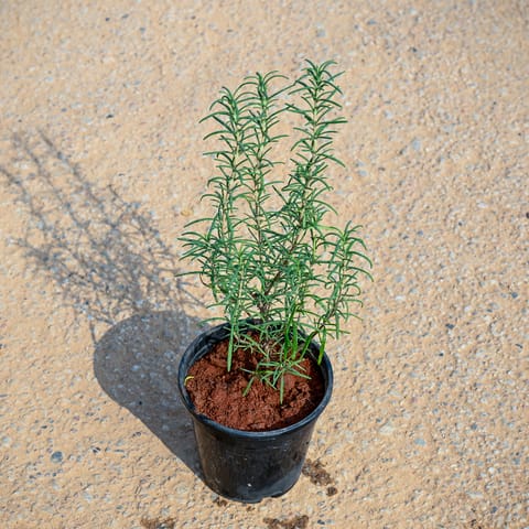 Rosemary in 5 Inch Nursery Pot