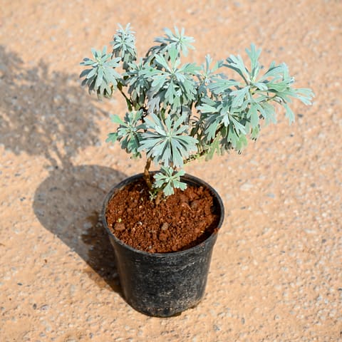 Lavender in 5 Inch Nursery Pot