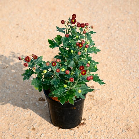 Chrysanthemum / Guldawari / Guldaudi (any colour) in 6 Inch Nursery Pot