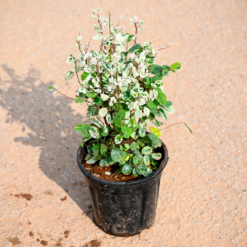Aralia Snow bush in 6 Inch Nursery Pot