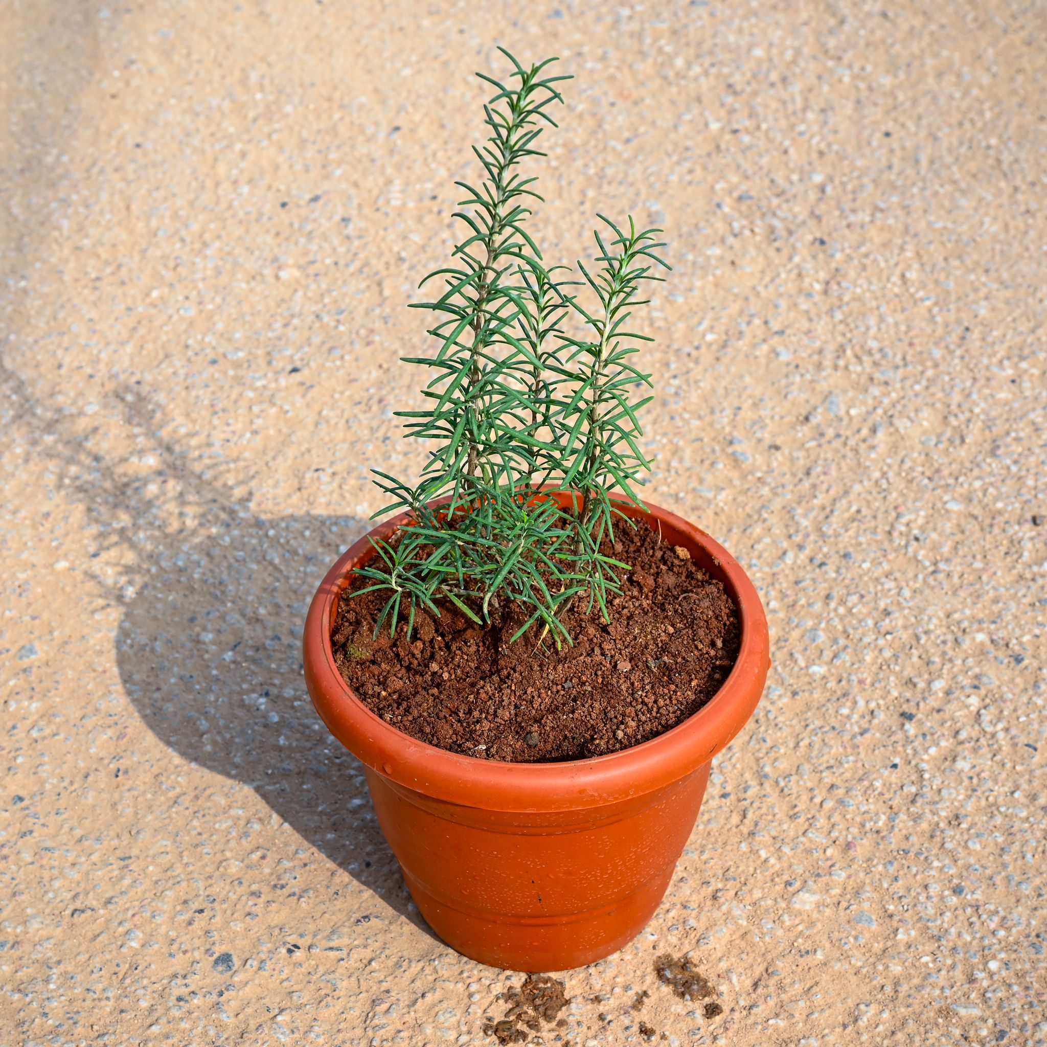 Rosemary in 7 Inch Terracotta Red Classy Plastic Pot