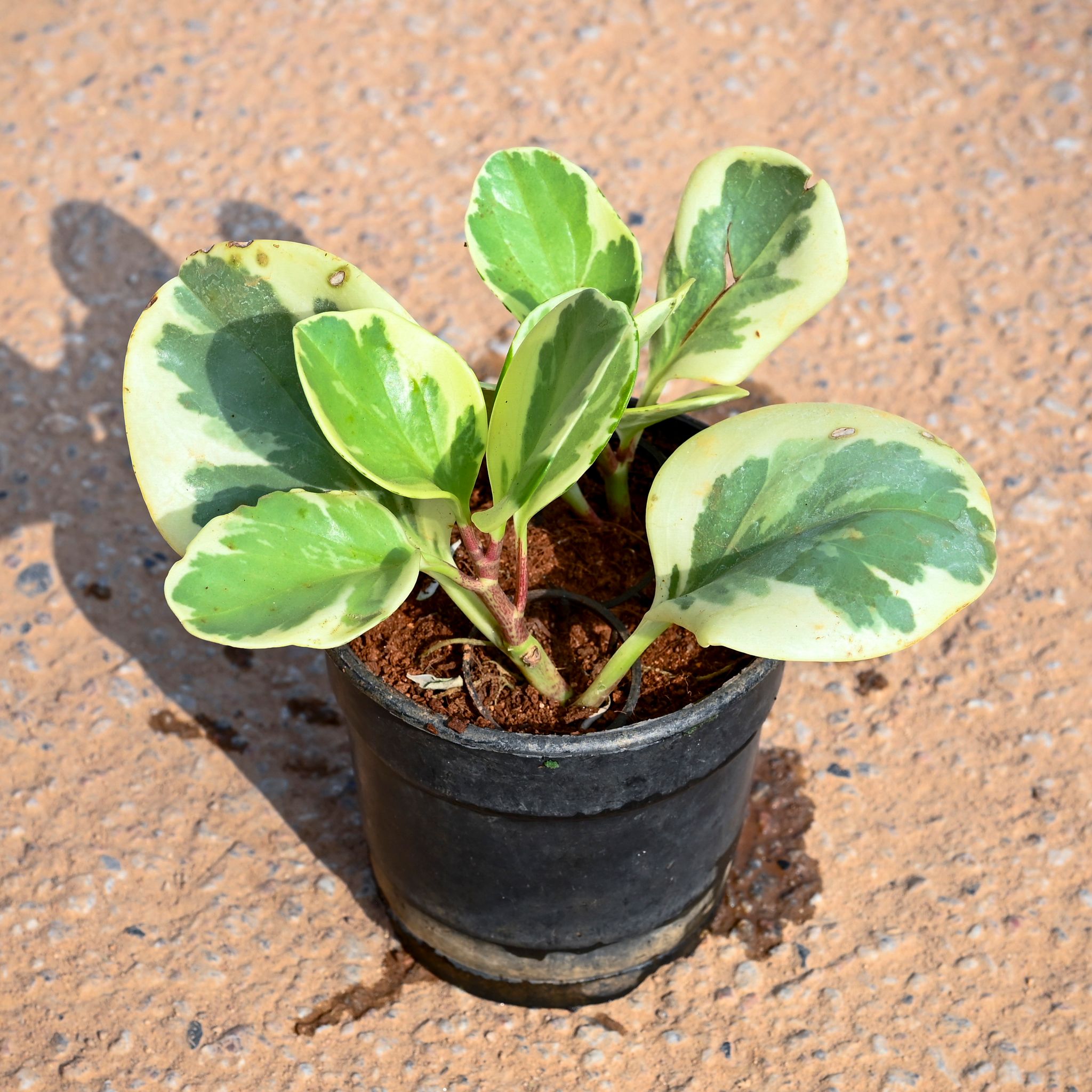 Peperomia / Radiator Variegated Plant in 4 Inch Nursery Pot