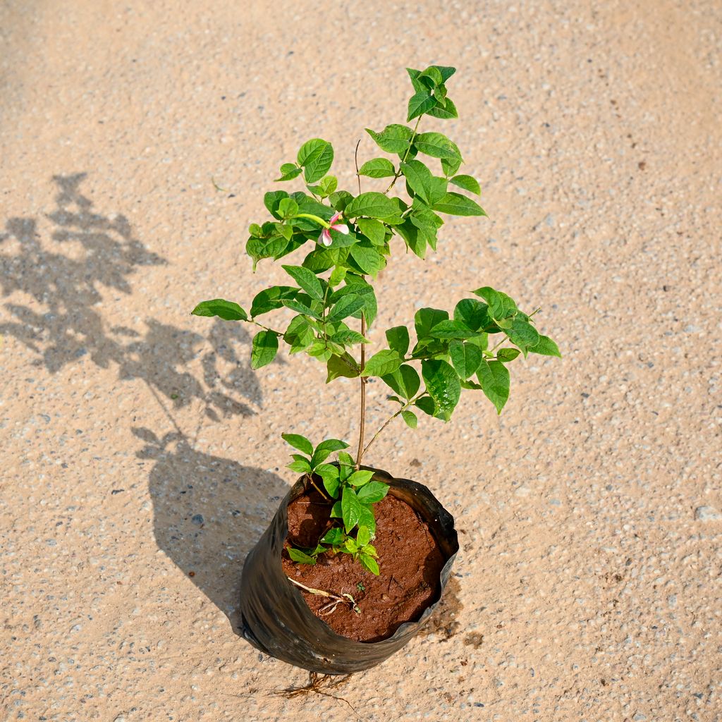 Buy Madhu Malti in 5 Inch Nursery bag Online | Urvann.com Madhu Malti in 5 Inch Nursery bag