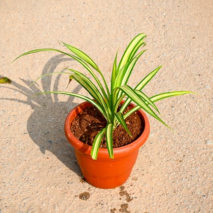 Buy Pandanus in 7 Inch Terracotta Red Classy Plastic Pot Online | Urvann.com