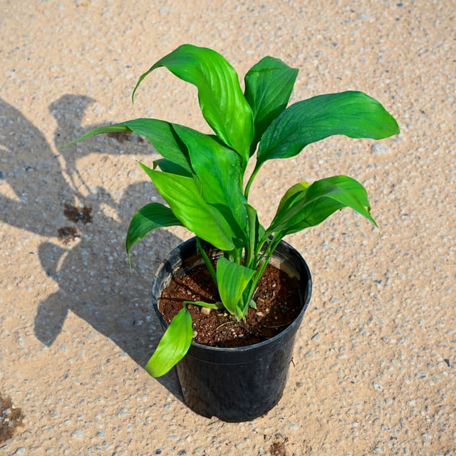 Peace lily in 5 Inch Nursery Pot