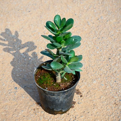 Buy Crasulla in 5 Inch Nursery Pot Online | Urvann.com