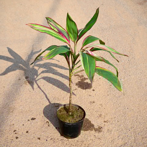 Dracaena Cordyline White (~ 1 Ft) in 5 Inch Nursery Pot
