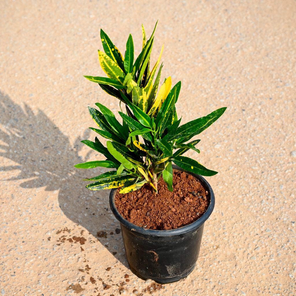 Buy Croton Banana in 6 Inch Nursery Pot Online | Urvann.com Croton Banana in 6 Inch Nursery Pot