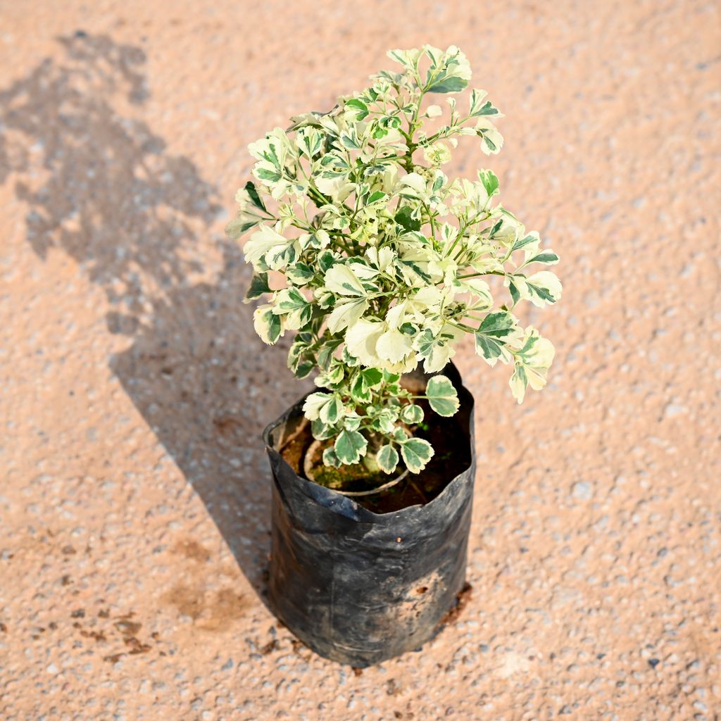 Buy Aralia Variegated in 5 Inch Nursery Pot Online | Urvann.com Aralia Variegated in 5 Inch Nursery Pot