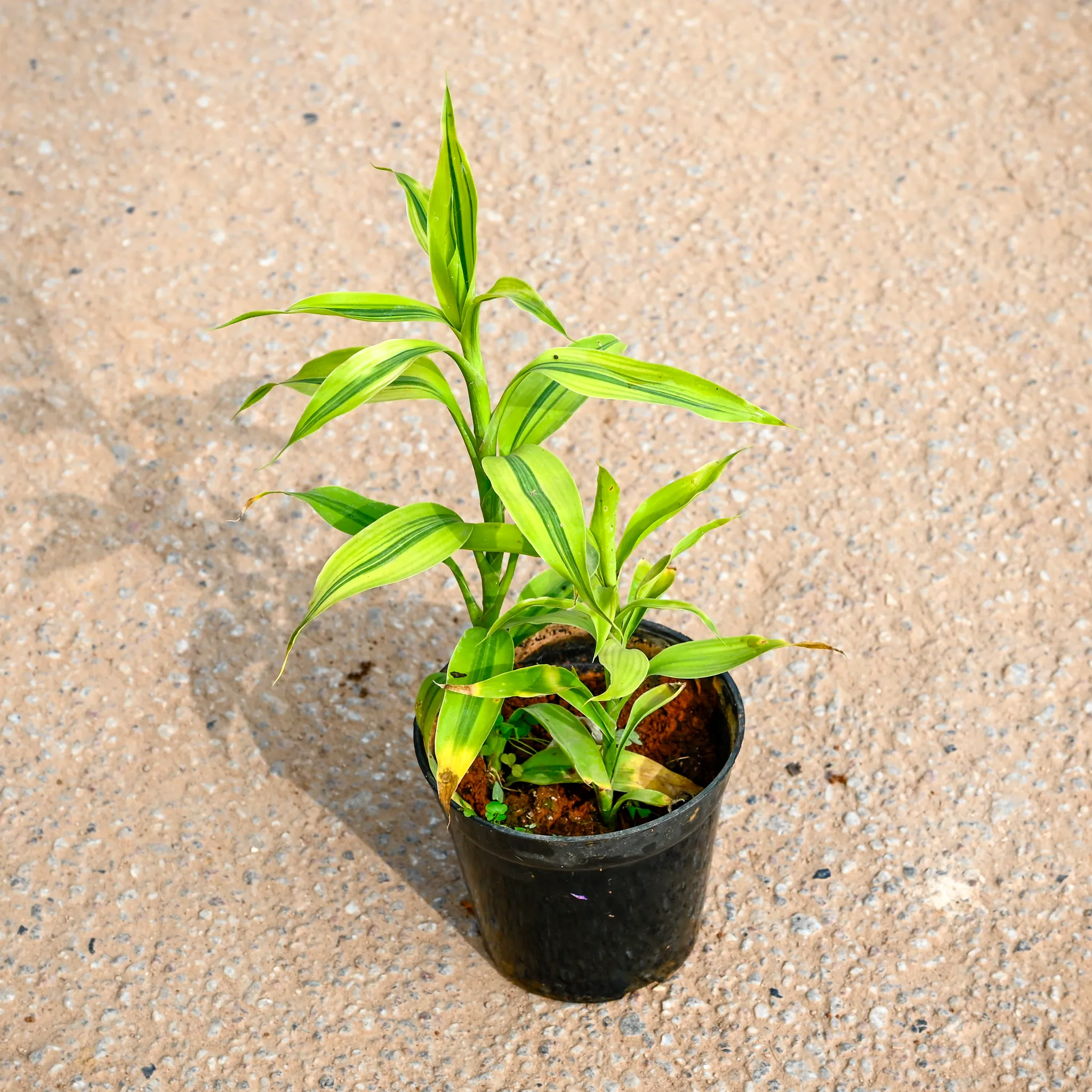 Soil Bamboo in 4 Inch Nursery Pot