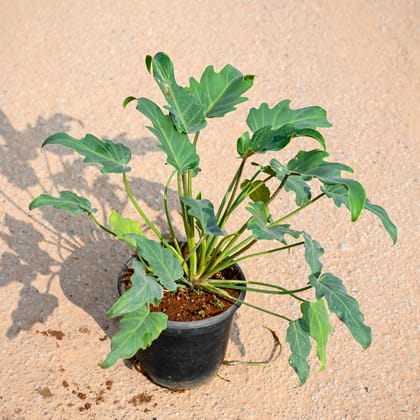 Buy Xanadu Green in 6 Inch Nursery Pot Online | Urvann.com