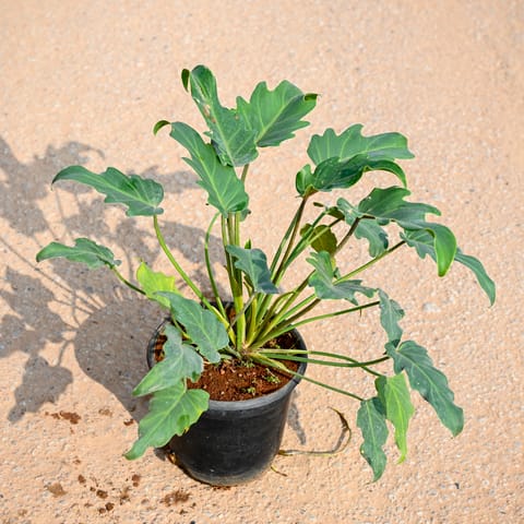 Xanadu Green in 6 Inch Nursery Pot