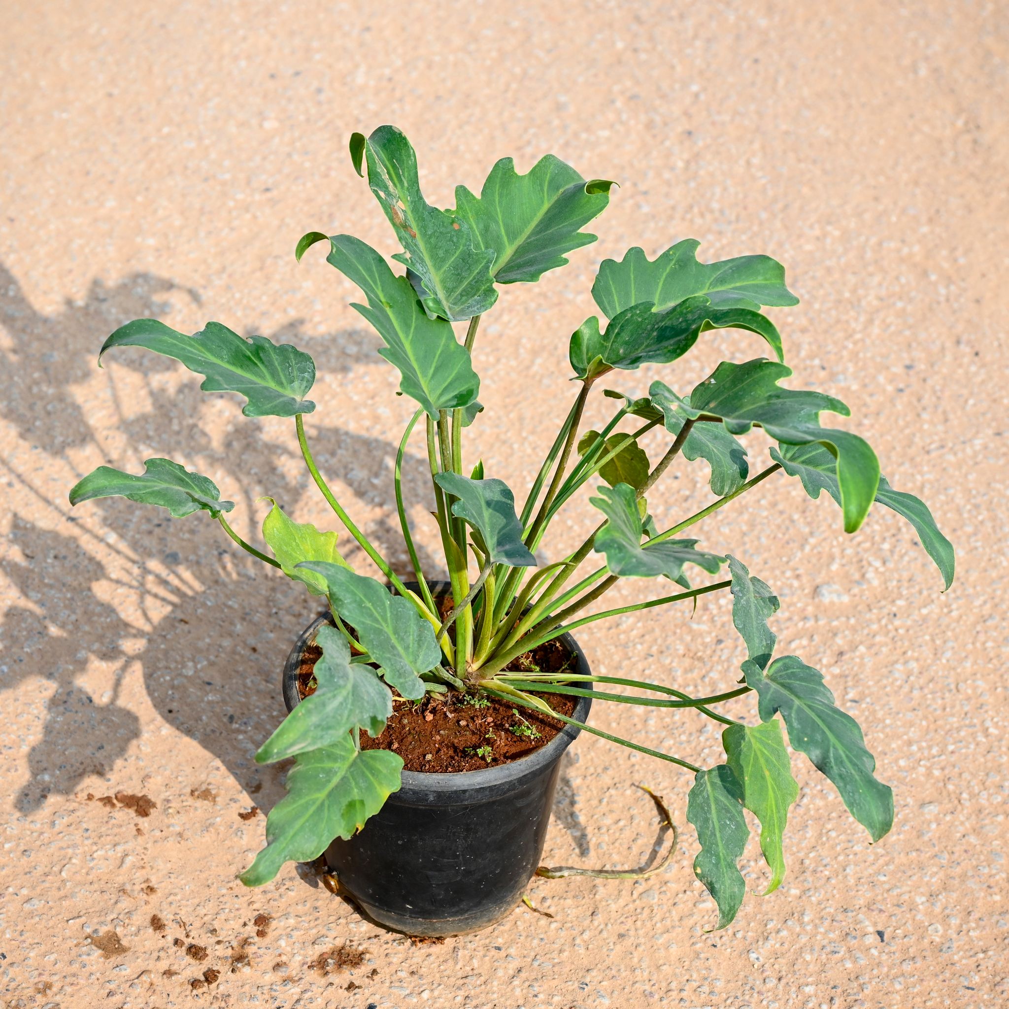 Xanadu Green in 6 Inch Nursery Pot