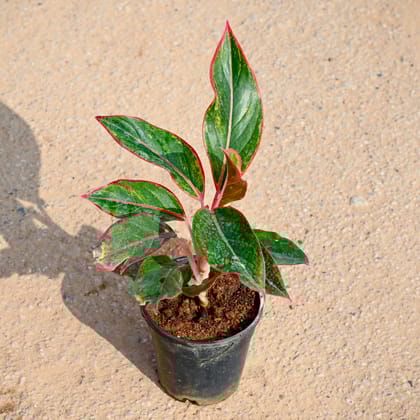 Buy Aglaonema Lipstick in 4 Inch Nursery Pot Online | Urvann.com