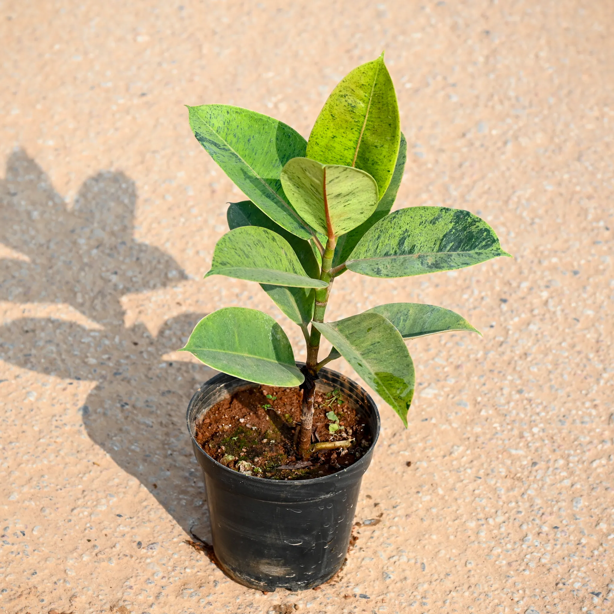 Rubber green in 6 Inch Nursery Pot