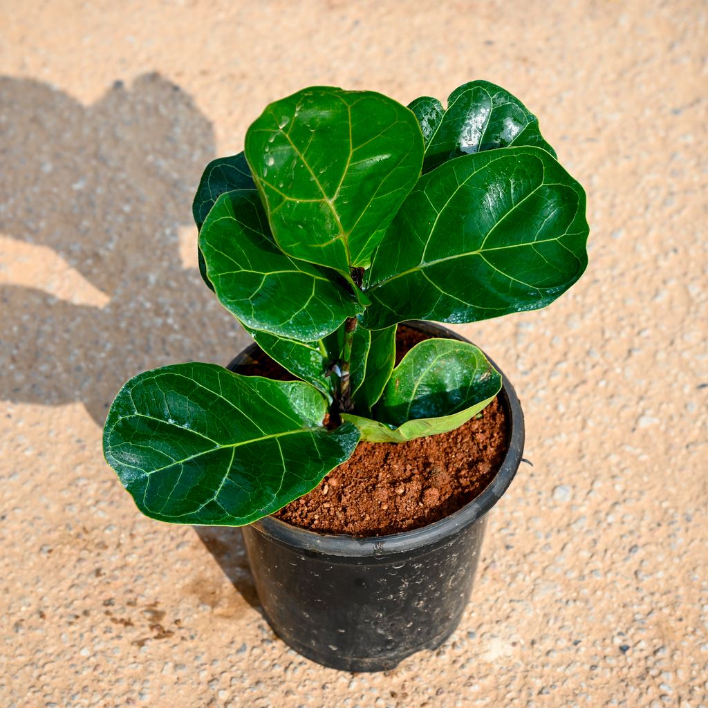 Buy Fiddle Leaf Fig / Ficus Lyrata in 5 Inch Nursery Pot Online | Urvann.com Fiddle Leaf Fig / Ficus Lyrata in 5 Inch Nursery Pot