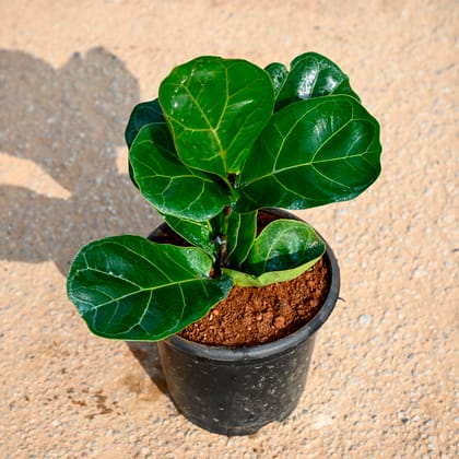 Buy Fiddle Leaf Fig / Ficus Lyrata in 5 Inch Nursery Pot Online | Urvann.com