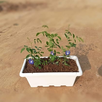 Buy Aparjita Blue in 18 Inch White Rectangular Window Plastic Planter Online | Urvann.com