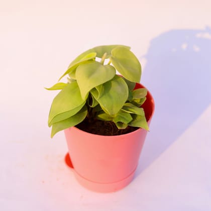 Buy Oxycardium Golden in 4 Inch Pink Florence Self Watering Pot Online | Urvann.com
