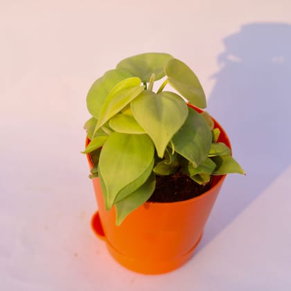 Buy Oxycardium Golden in 4 Inch Orange Florence Self Watering Pot Online | Urvann.com