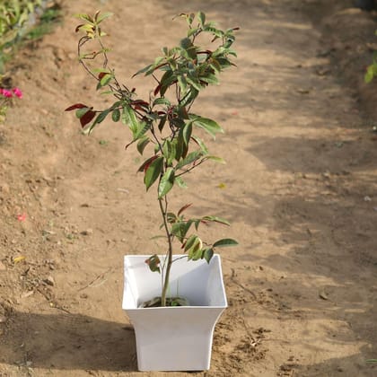 Buy Lalia Majnu / Exocaria Bicolour in 12 Inch Classy White Square Plastic Pot Online | Urvann.com