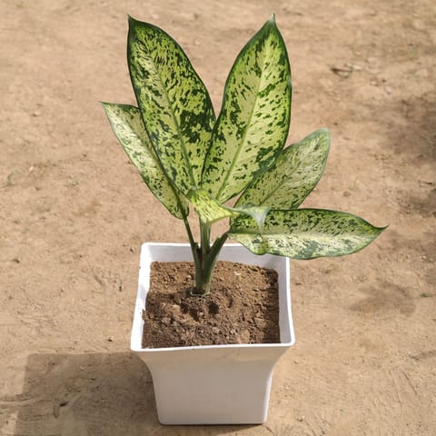 Free Next Day Delivery | Aglaonema Spring Snow in 10 Inch Classy White ...