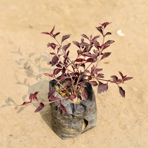 Red Grass in 4 Inch Nursery Bag