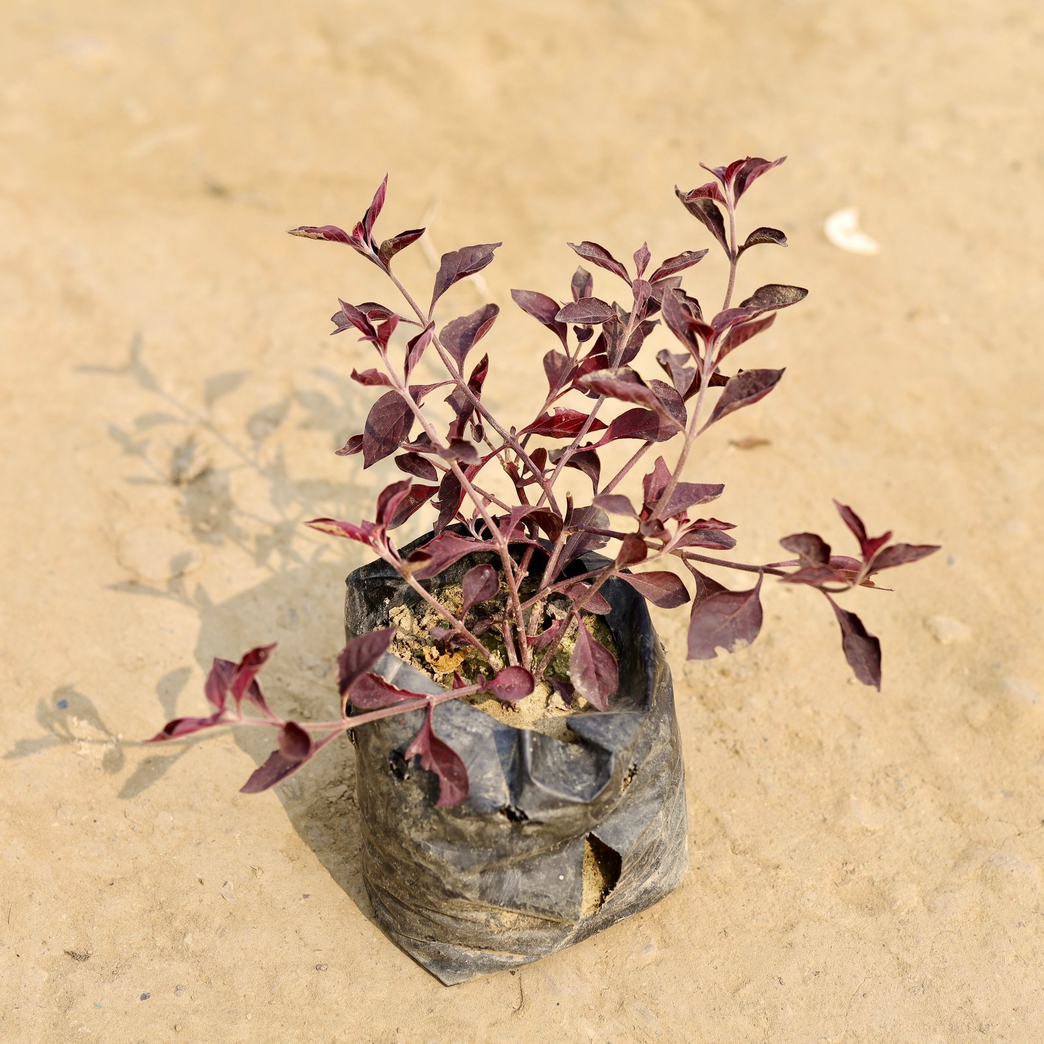 Red Grass in 4 Inch Nursery Bag