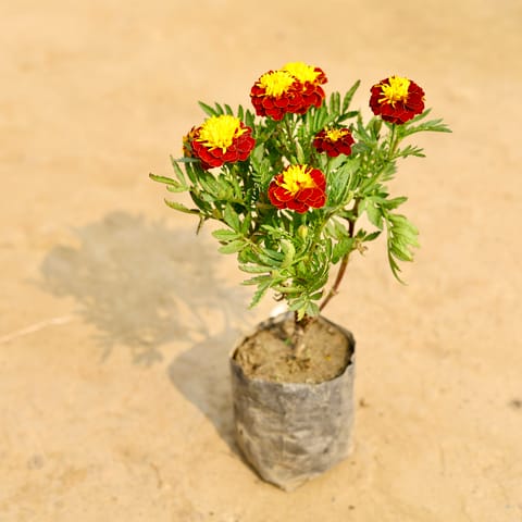 Marigold / Genda Jafri (any colour) in 4 Inch Nursery Bag