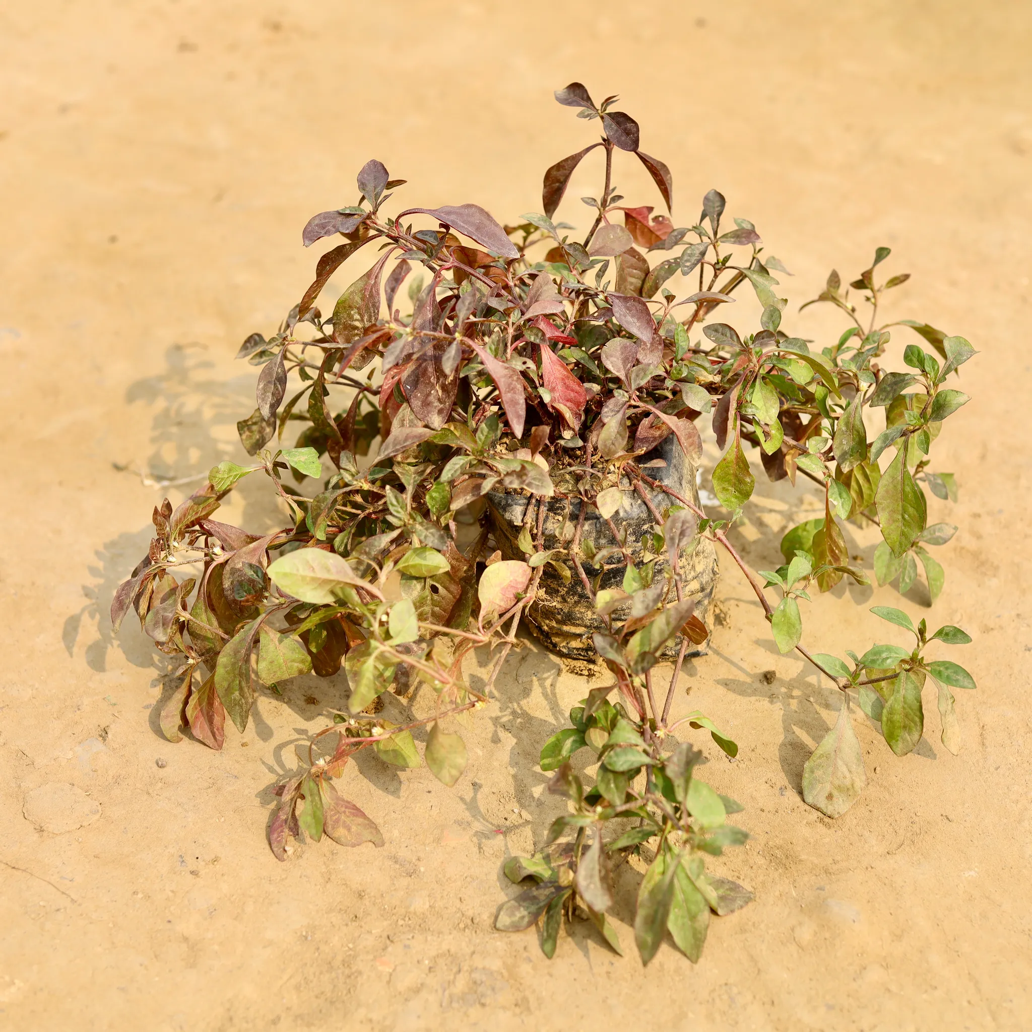 Alternanthera Red in 4 Inch Nursery Bag