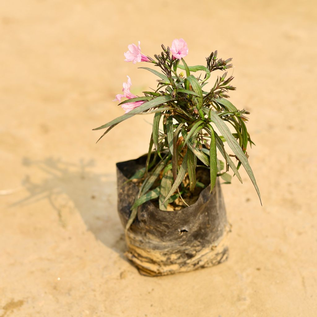 Buy Ruellia (any colour) in 4 Inch Nursery Bag Online | Urvann.com Ruellia (any colour) in 4 Inch Nursery Bag