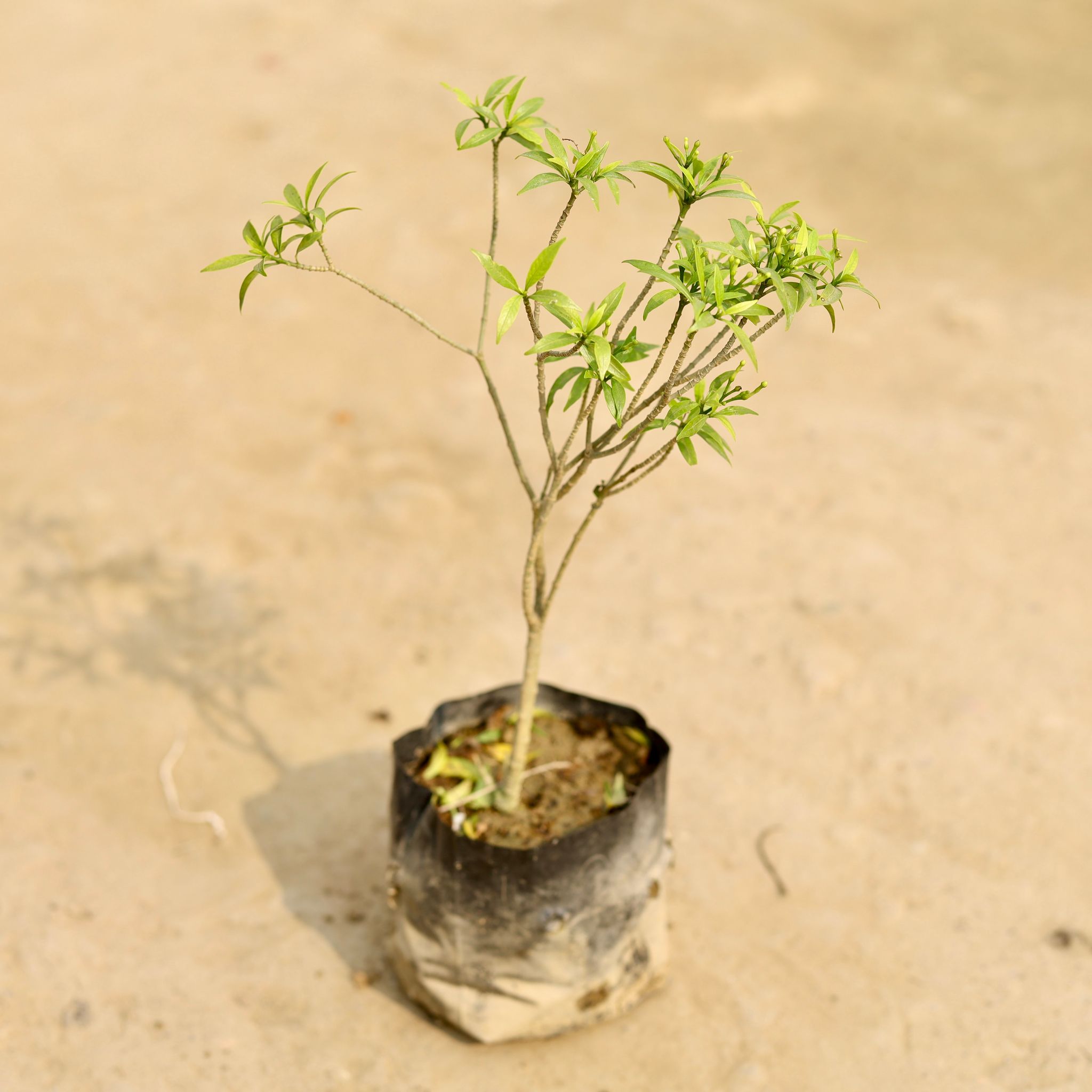 Chandni Dwarf in 4 Inch Nursery Bag