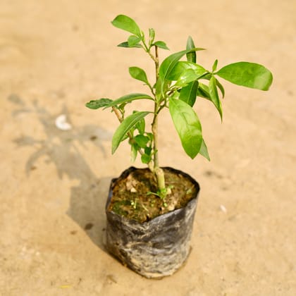 Buy Raat Ki Rani / Night Blooming Jasmine (any colour) in 4 Inch Nursery Bag Online | Urvann.com
