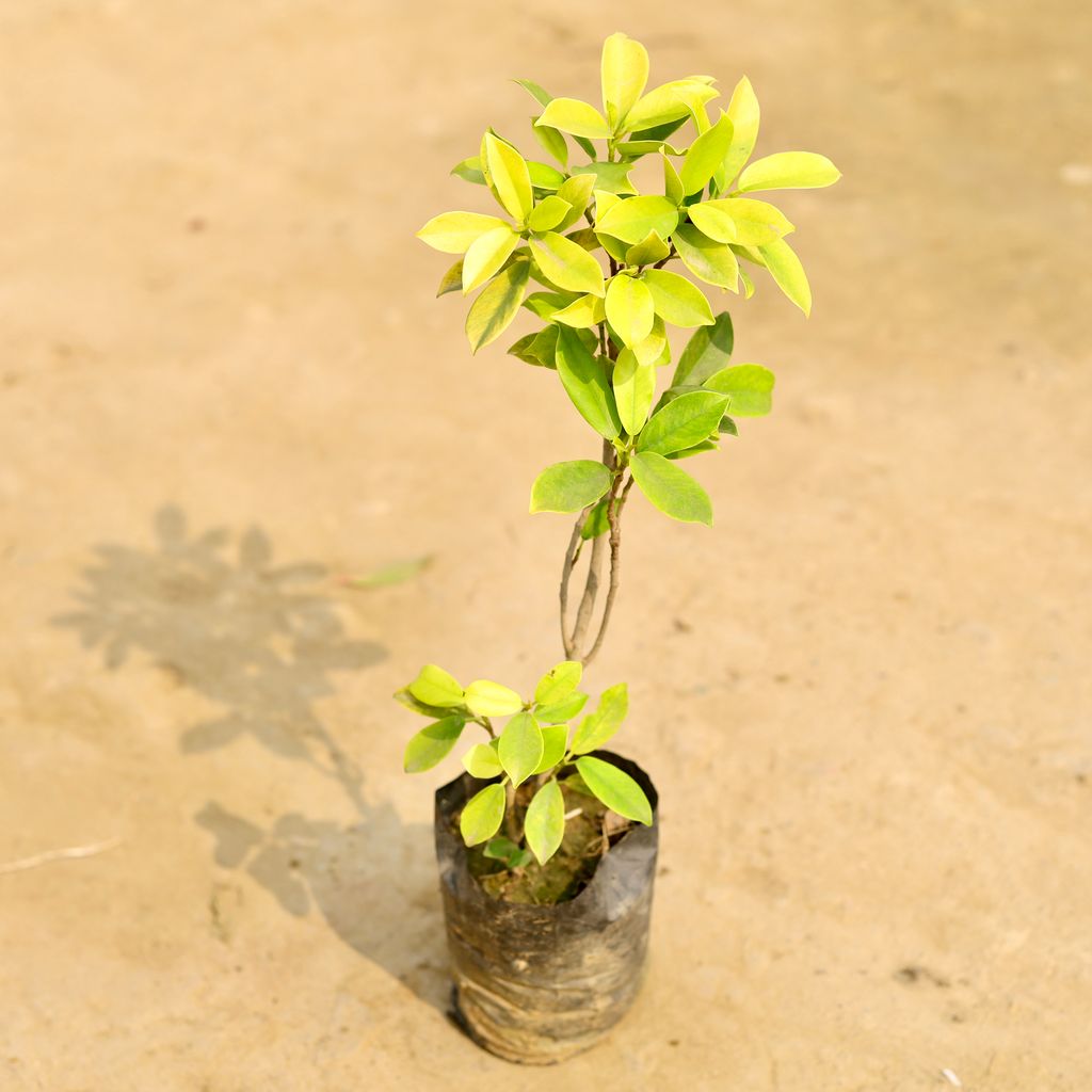 Ficus Panda in 4 Inch Nursery Bag