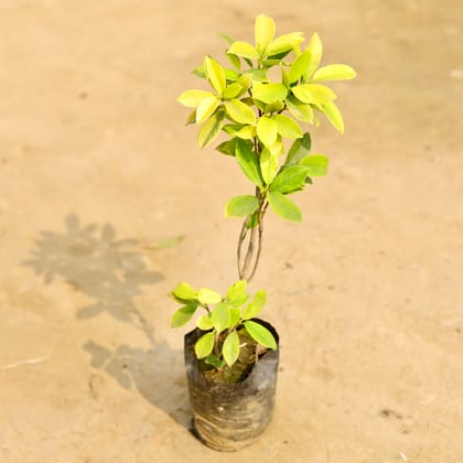 Buy Ficus Panda in 4 Inch Nursery Bag Online | Urvann.com