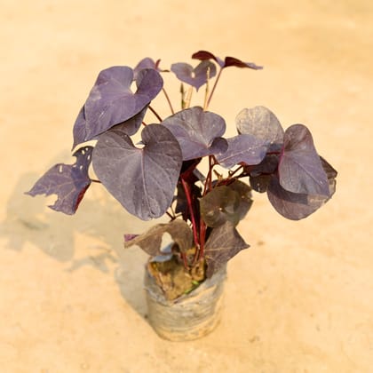 Buy Ipomea Black in 4 Inch Nursery Bag Online | Urvann.com