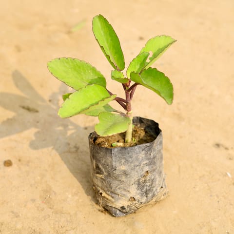 Patharchatta / Kalanchoe Pinnata� in 4 Inch Nursery Bag