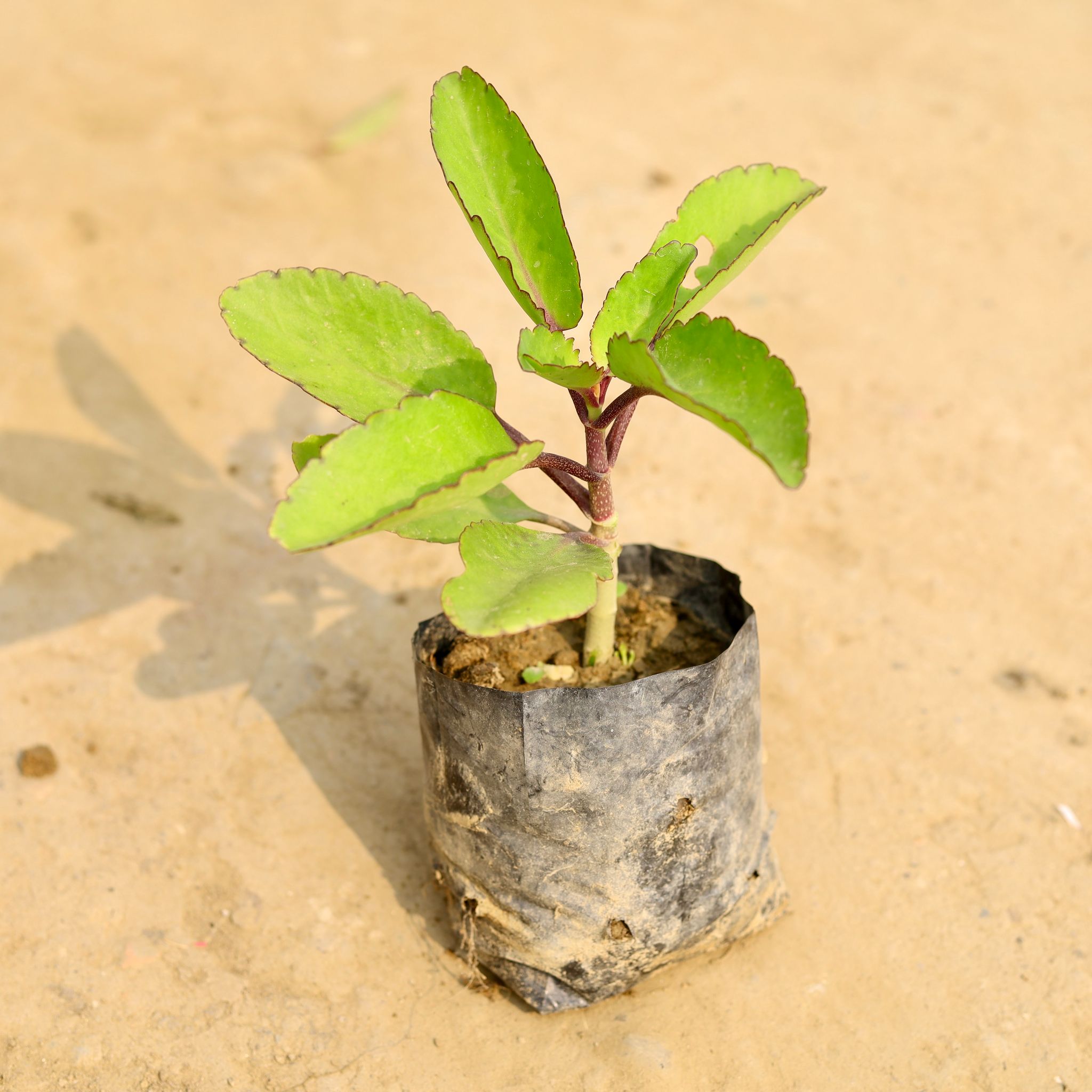Patharchatta / Kalanchoe Pinnata� in 4 Inch Nursery Bag