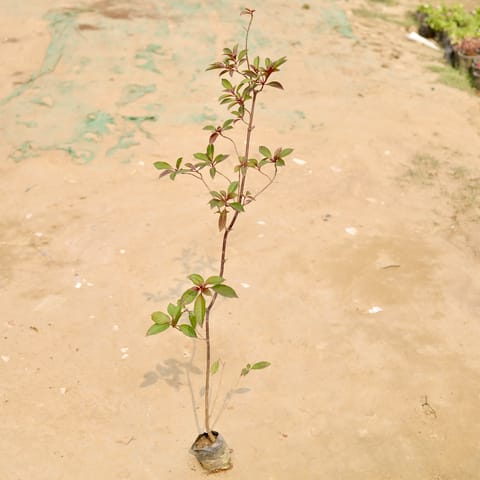 Hamelia / Firebush Big (Any Colour) in 4 Inch Nursery Bag