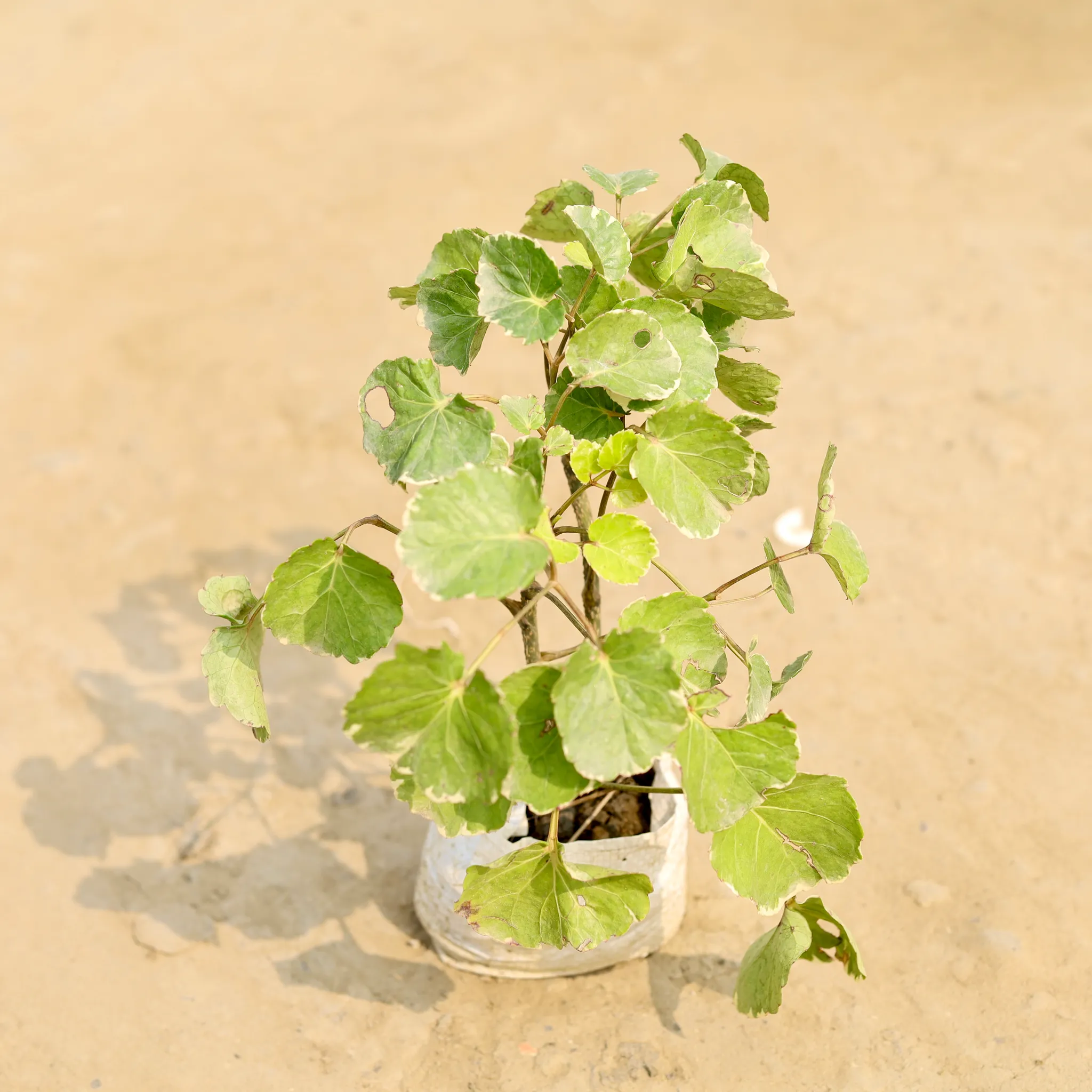 Aralia Green in 4 Inch Nursery Bag