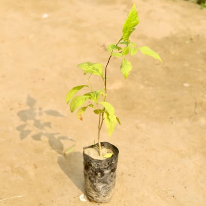 Buy Belpatra in 4 Inch Nursery Bag Online | Urvann.com