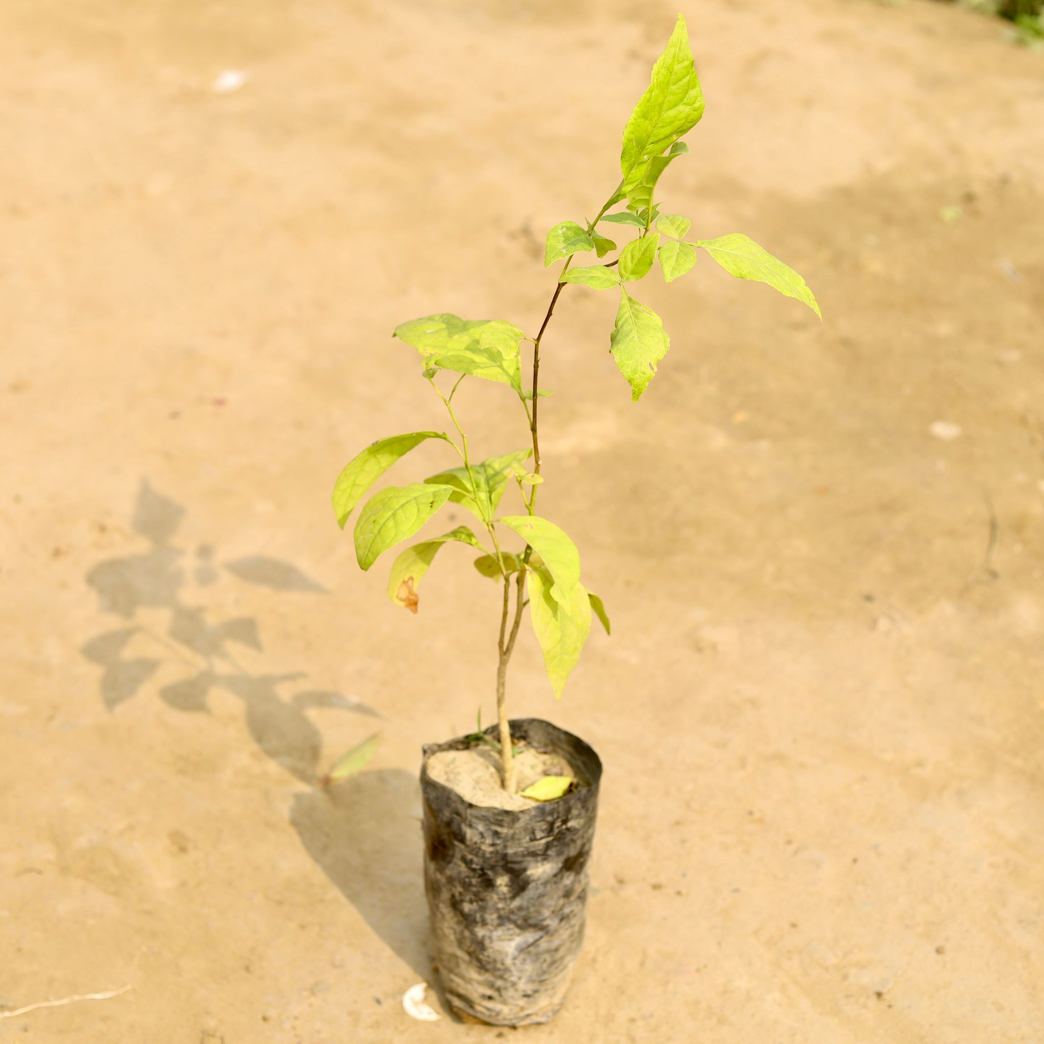 Belpatra in 4 Inch Nursery Bag