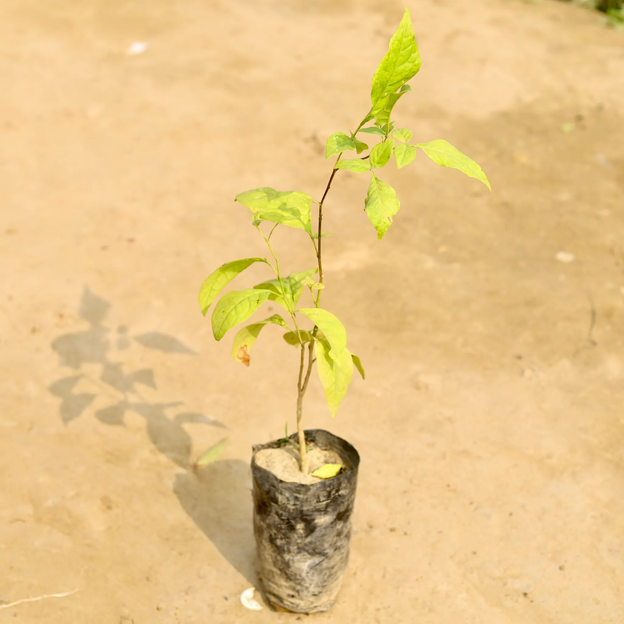 Belpatra in 4 Inch Nursery Bag