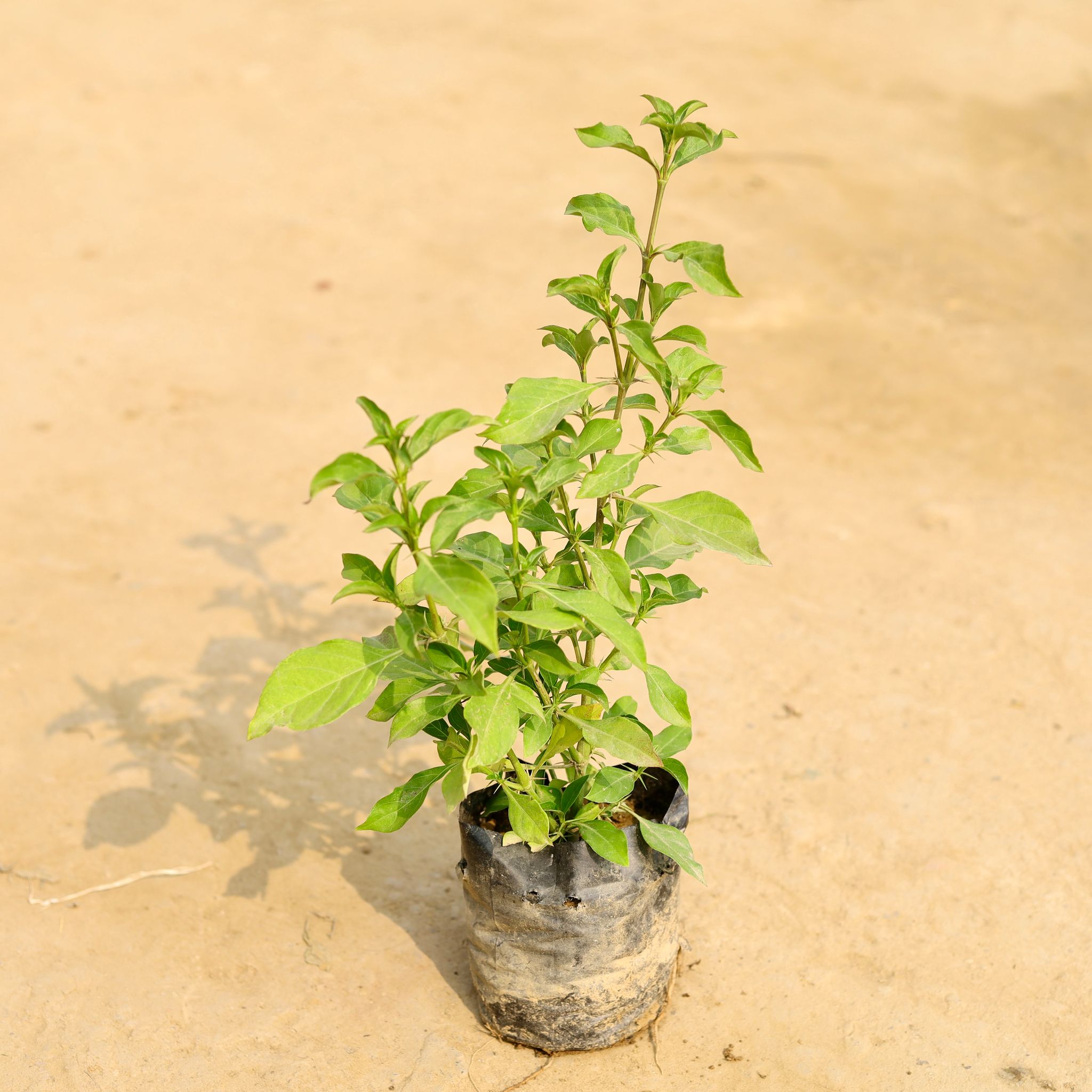 Kala Bansa in 4 Inch Nursery Bag