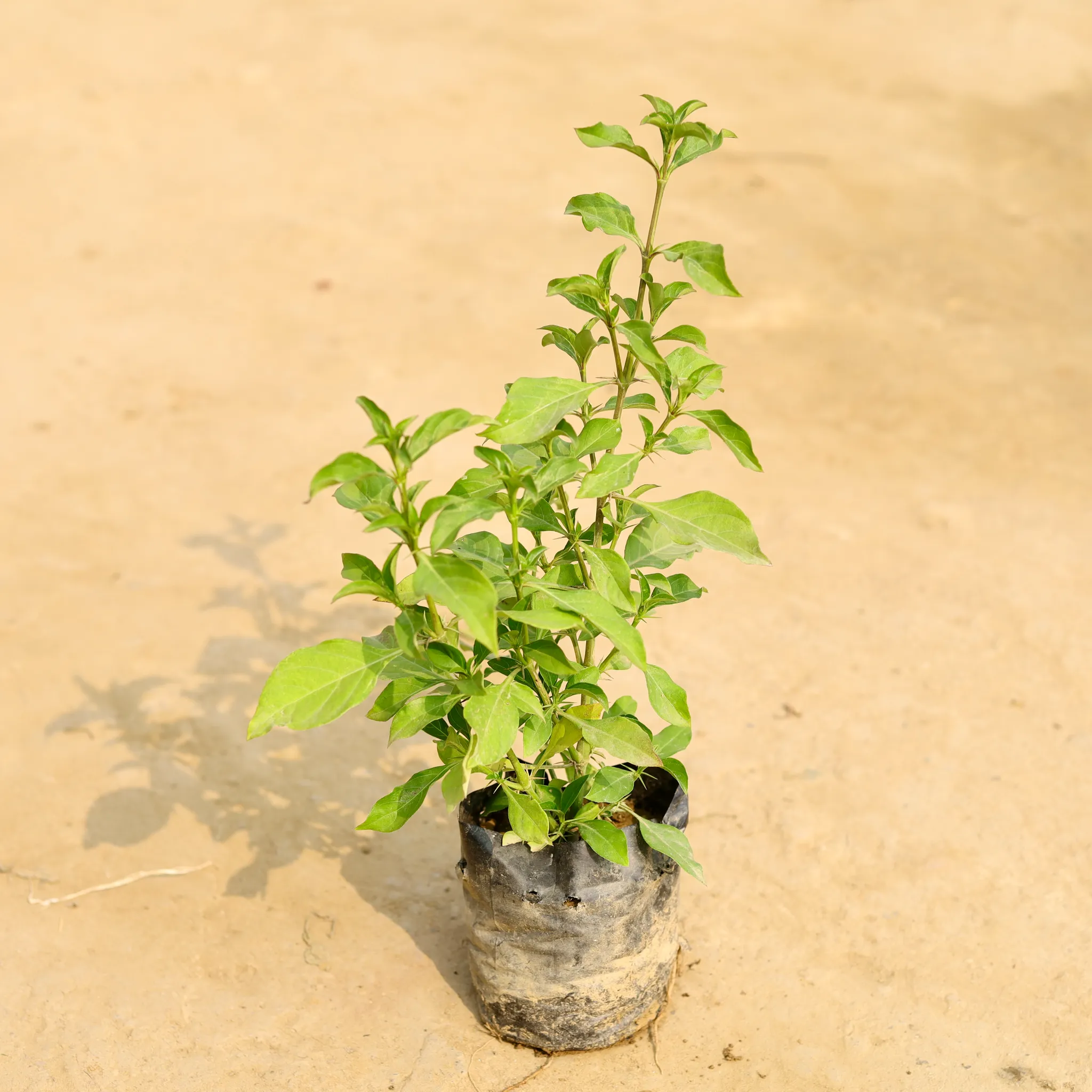Kala Bansa in 4 Inch Nursery Bag