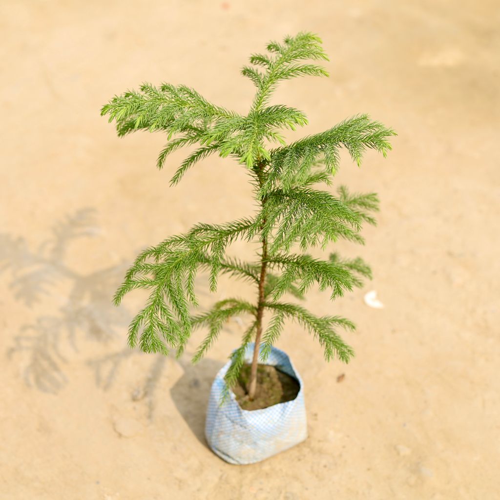 Araucaria / Christmas Tree (~ 1.5 Ft) in 4 Inch Nursery Bag
