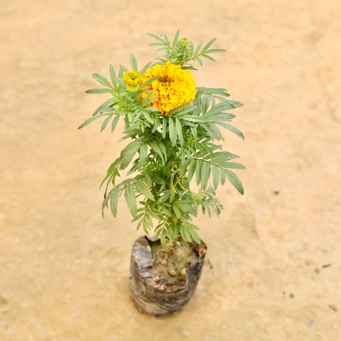 Marigold / Genda (Any Colour) in 4 Inch Nursery bag