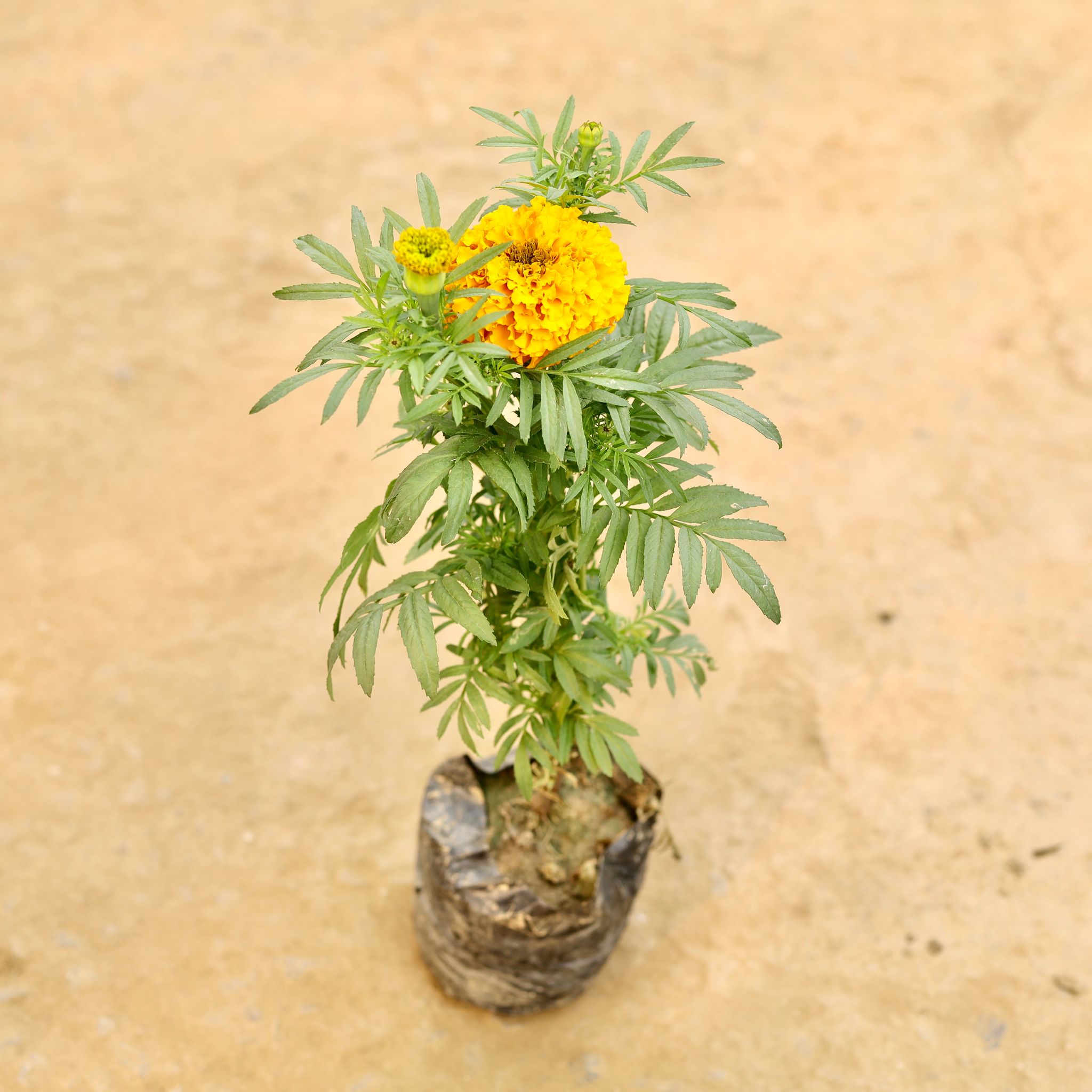 Marigold / Genda (Any Colour) in 4 Inch Nursery bag