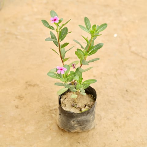 Periwinkle / Sadabahar / Vinca (Any Colour) in 4 Inch Nursery bag